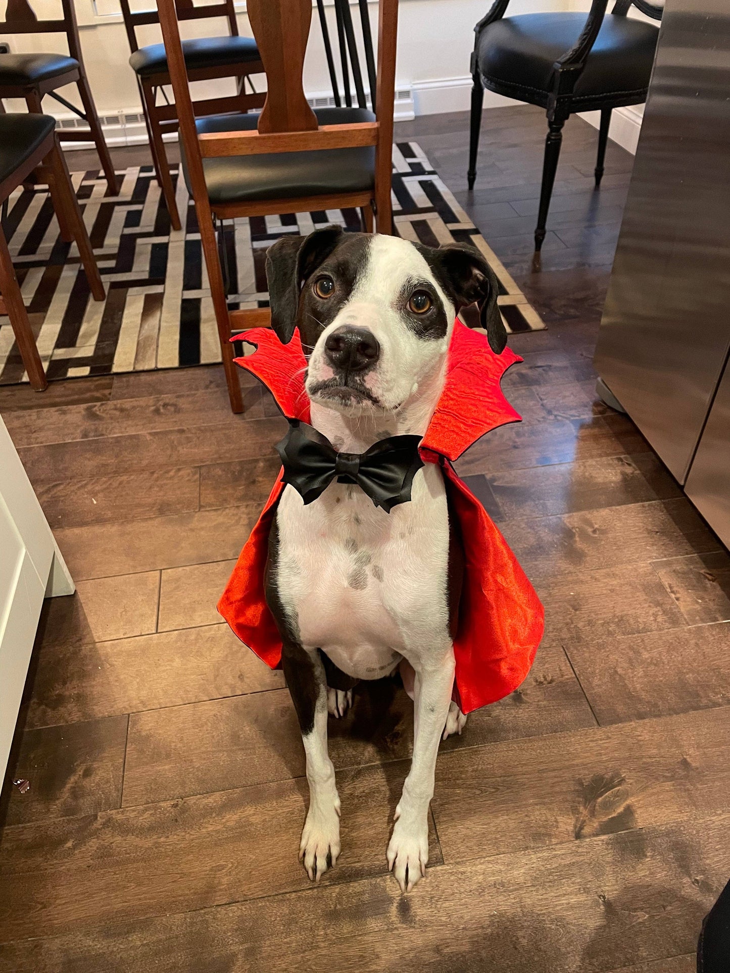 Bat bow halloween dog bow tie handmade pet accessory: Collar attachment