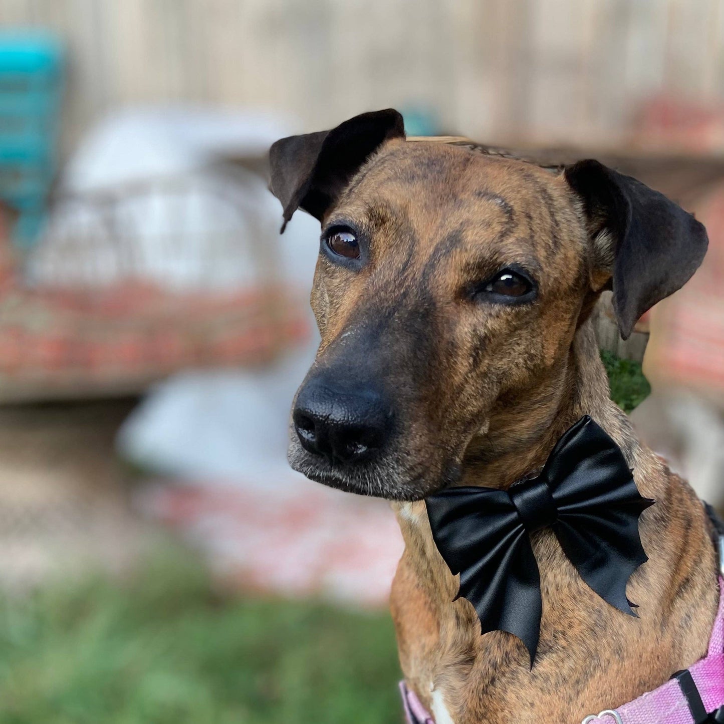 Bat bow Halloween dog sailor bow tie pet accessory: Collar attachment