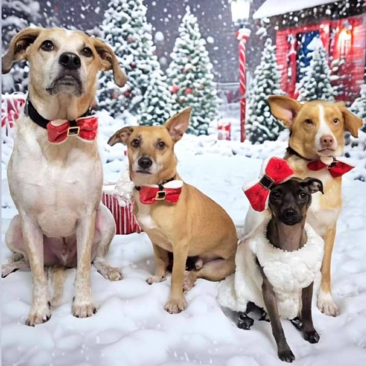 Santa Paws Christmas dog bow tie pet accessory: Dark nylon band