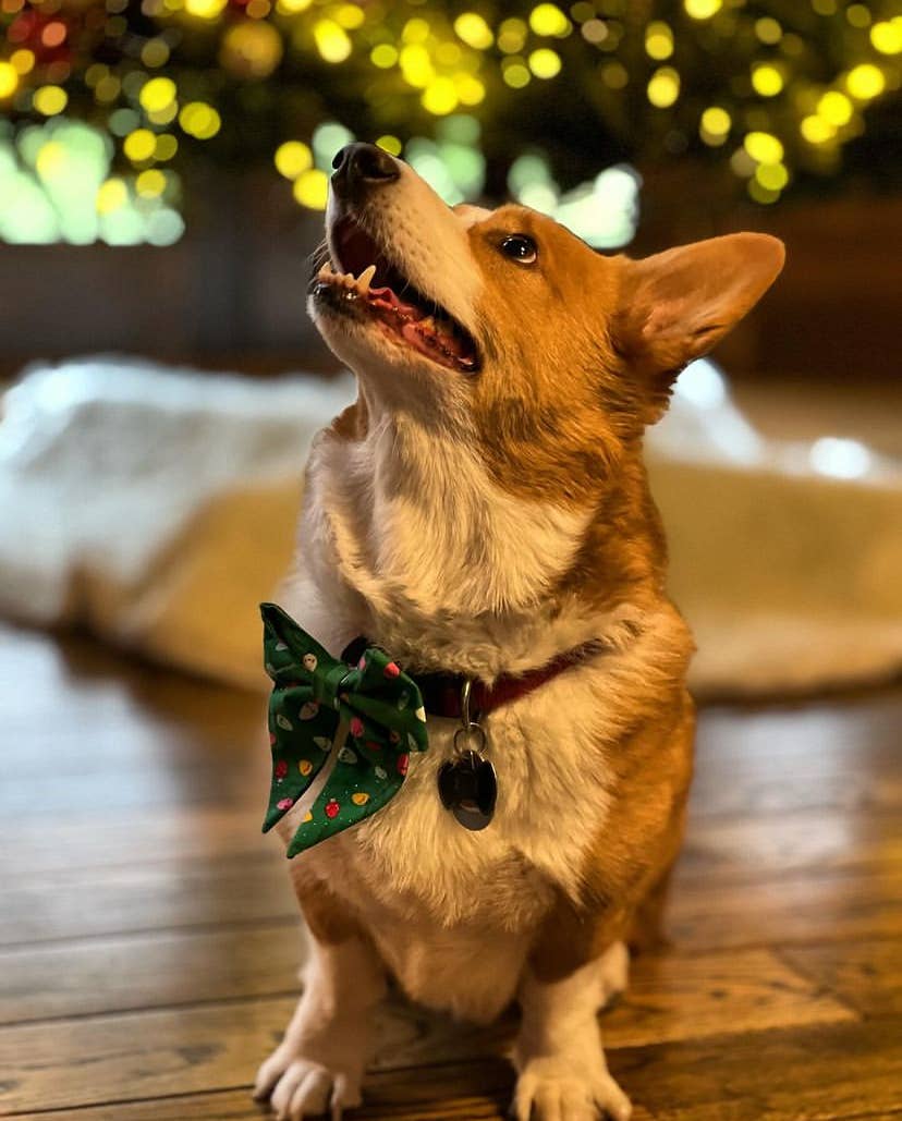 Very Merry and Bright Christmas winter dog sailor bow tie pe: Collar attachment