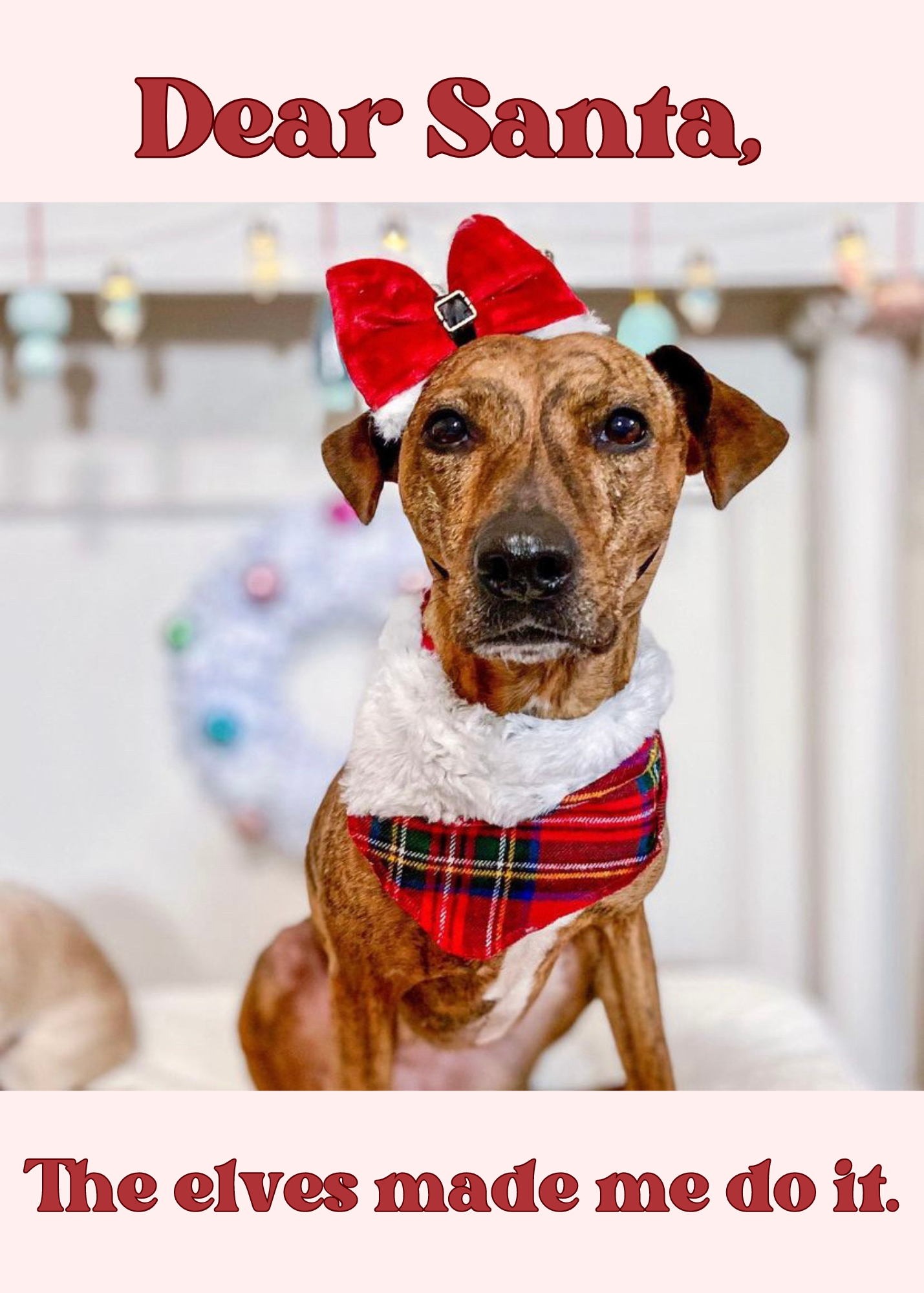 Santa Paws Christmas dog bow tie pet accessory: Dark nylon band