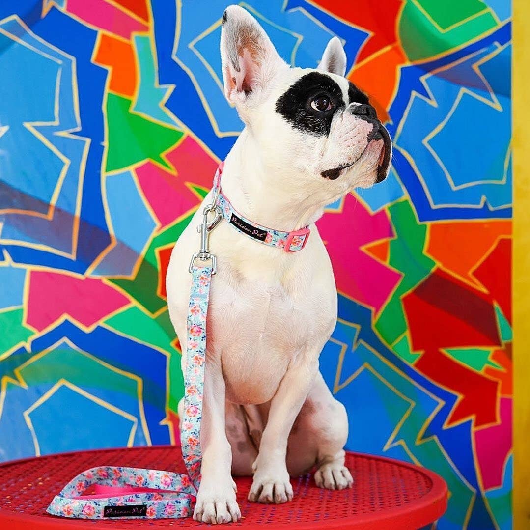 Flamingos Collar: 4' Leash