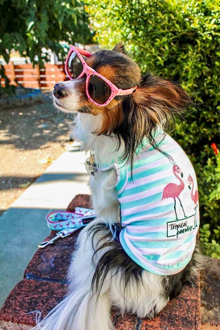 Flamingos Dog T-Shirt